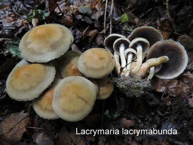Lacrymaria lacrymabunda-amf1065.jpg - Lacrymaria lacrymabunda ; Syn1: Lacrymaria velutina ; Syn2: Psathyrella lacrymabunda ; Nom français: Lacrymaire veloutée